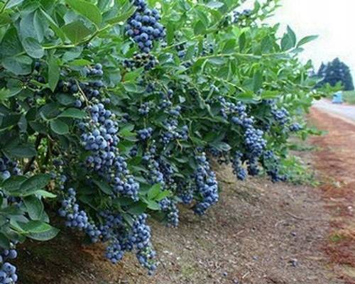 BORÓWKA AMERYKAŃSKA Różne odmiany SADZONKA P9 | Rośliny owocowe Jagody i borówki | Tytuł sklepu zmienisz w dziale MODERACJA SEO