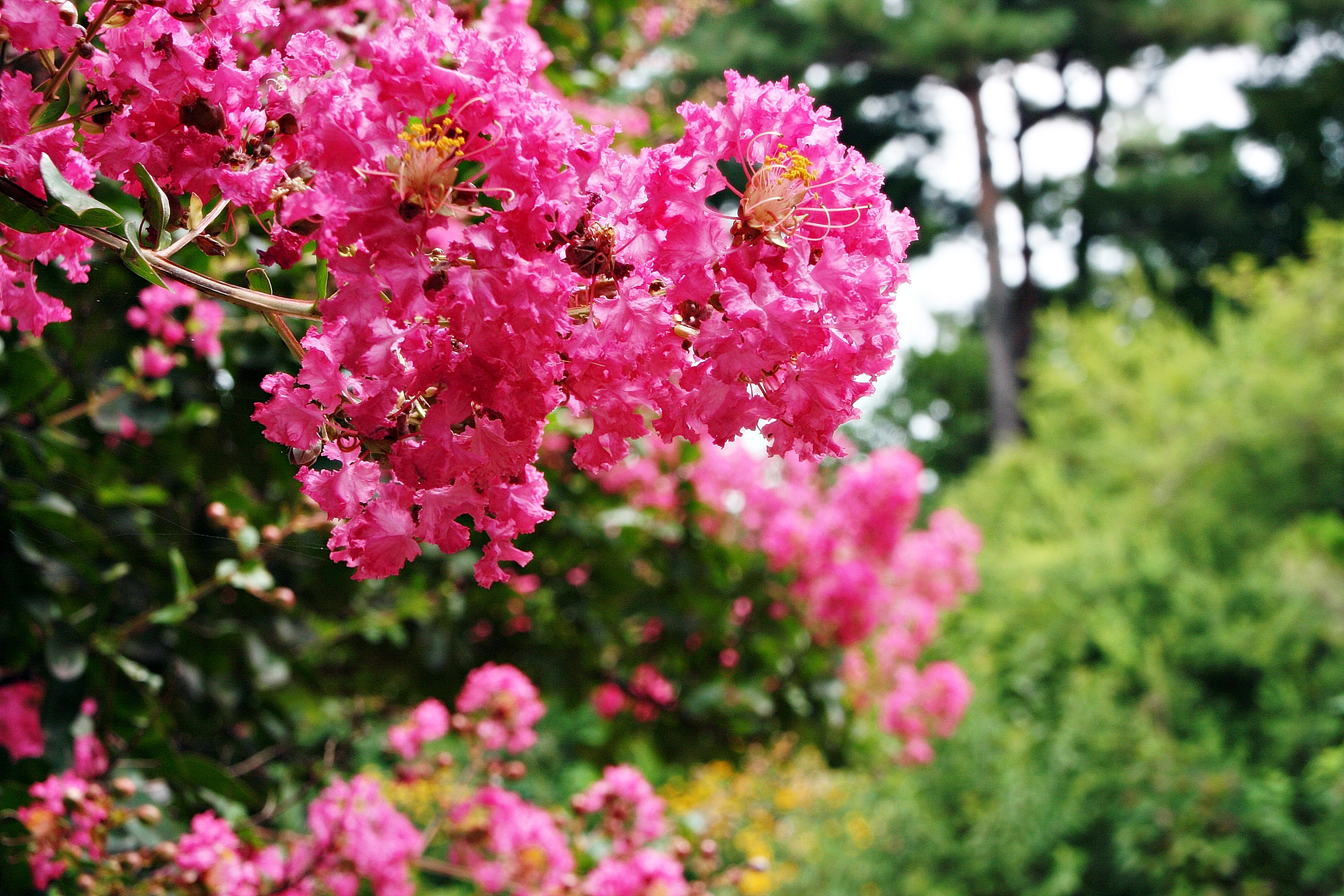 Lagerstroemia indyjska Bez południa Najdłużej kwitnący krzew świata