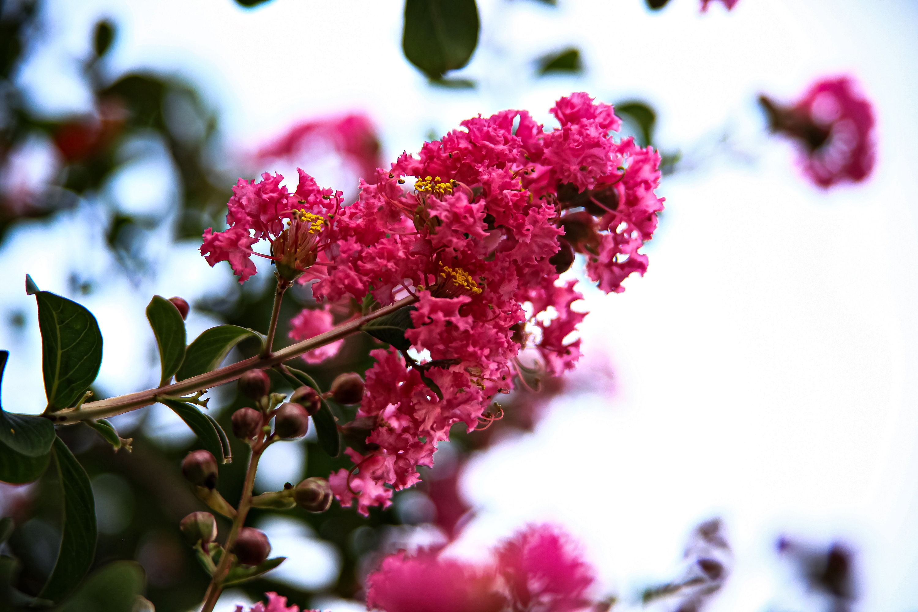 Lagerstroemia indyjska Bez południa Najdłużej kwitnący krzew świata