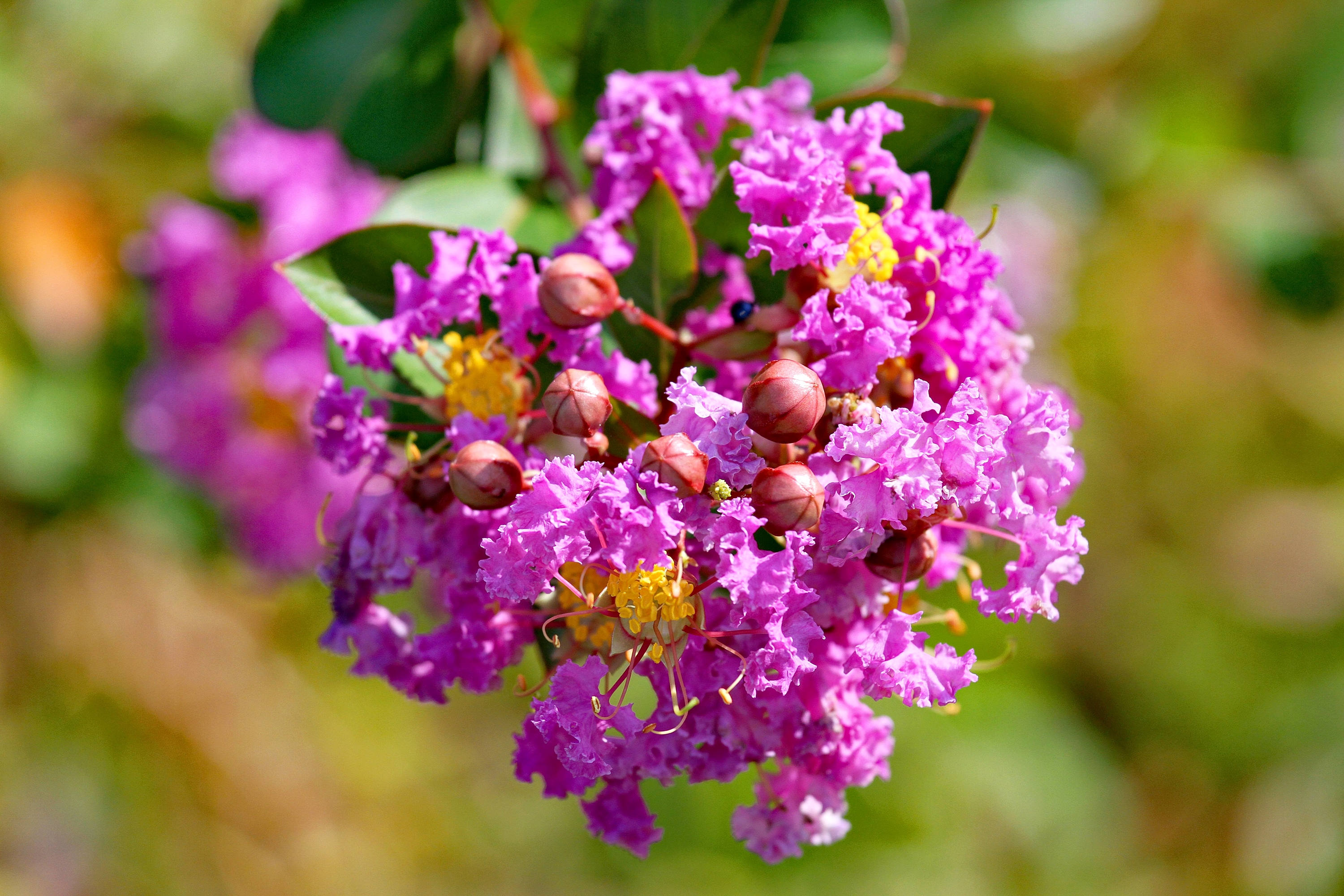 Lagerstroemia indyjska Bez południa Najdłużej kwitnący krzew świata