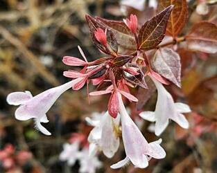 ABELIA WIELKOKWIATOWA FRANCIS MASON Abelia grandiflora SADZONKA P9