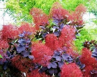 PERUKOWIEC PODOLSKI ROYAL PURPLE Cotinus coggygria SADZONKA W POJEMNIKU P9