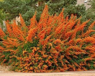 OGNIK POMARAŃCZOWY Pyracantha Orange Glow NA ŻYWOPŁOT SADZONKA P9