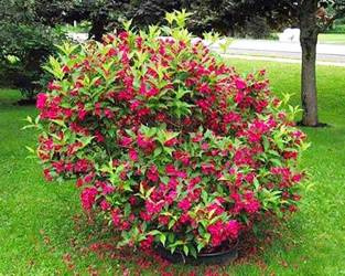 KRZEWUSZKA CUDOWNA RED PRINCE Weigela florida SADZONKA W POJEMNIKU P9