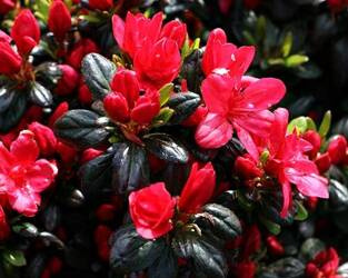 AZALIA JAPOŃSKA MARUSCHKA Azalea japonica RODODENDRON RÓŻANECZNIK P9