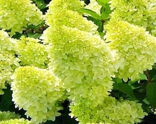 HORTENSJA BUKIETOWA CANDLELIGHT PBR Hydrangea paniculata SADZONKA P9