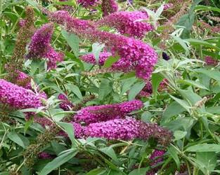 BUDLEJA DAWIDA SUMMER BEAUTY Buddleja davidii SADZONKA W POJEMNIKU P9