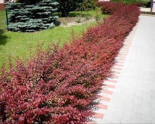 BERBERYS THUNBERGA RED CARPET Berberis thunbergii PŁOŻĄCY SADZONKA P9