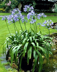 AGAPANT AFRYKAŃSKI NIEBIESKI Agapanthus africanus LILIA AFRYKAŃSKA P9