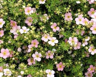 PIĘCIORNIK KRZEWIASTY RÓŻOWY Potentilla fruticosa True Pink SADZONKA P9