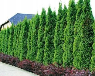 TUJA ŻYWOTNIK ZACHODNI SMARAGD Thuja occidentalis NA ŻYWOPŁOT SADZONKA P9