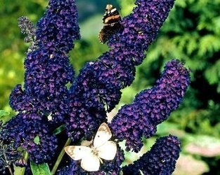 BUDLEJA DAWIDA BLACK KNIGHT Buddleja davidii SADZONKA W POJEMNIKU P9