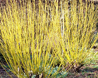 DEREŃ FRAVIRAMEA Cornus sericea ŻÓŁTE PĘDY SADZONKA W POJEMNIKU P9