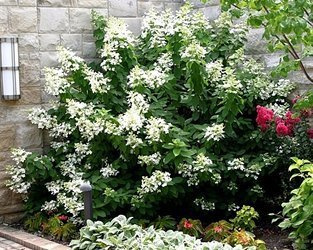 HORTENSJA BUKIETOWA LEVANA PBR Hydrangea paniculata SADZONKA W POJEMNIKU P9