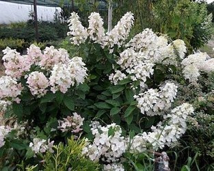 HORTENSJA BUKIETOWA TARDIVA Hydrangea paniculata SADZONKA W POJEMNIKU P9