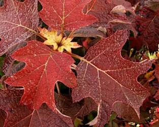 HORTENSJA DĘBOLISTNA BURGUNDY Hydrangea quercifolia SADZONKA W POJEMNIKU P9