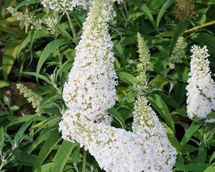 BUDLEJA DAWIDA WHITE PROFUSION Buddleja davidii SADZONKA W POJEMNIKU P9