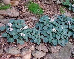 FUNKIA BLUE MOUSE EARS Hosta MINIATUROWA ODMIANA SADZONKA W POJEMNIKU P9