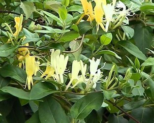 WICIOKRZEW JAPOŃSKI HALL'S PROLIFIC Lonicera japonica PNĄCZE SADZONKA P9