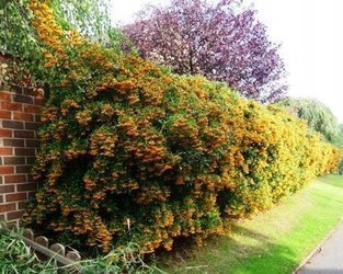 OGNIK ŻÓŁTY Pyracantha Soleil d'Or NA ŻYWOPŁOT SADZONKA W POJEMNIKU P9