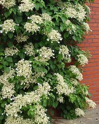 HORTENSJA PNĄCA Hydrangea petiolaris PNĄCZE SADZONKA W POJEMNIKU P9