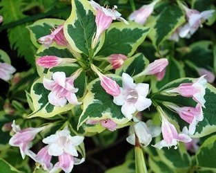 KRZEWUSZKA CUDOWNA NANA VARIEGATA Weigela florida SADZONKA W POJEMNIKU P9