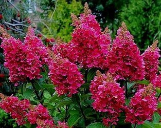 HORTENSJA BUKIETOWA WIM'S RED Hydrangea paniculata SADZONKA W POJEMNIKU P9