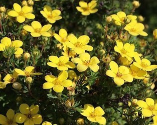 PIĘCIORNIK KRZEWIASTY ŻÓŁTY Potentilla fruticosa Goldteppich SADZONKA P9