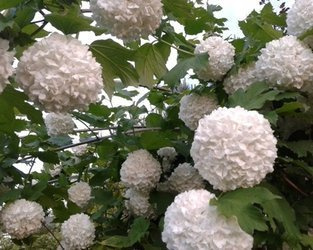 KALINA KORALOWA ROSEUM Viburnum opulus SADZONKA W POJEMNIKU P9