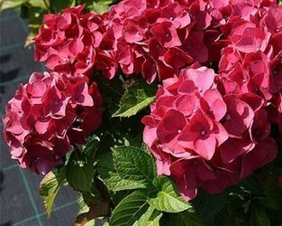 HORTENSJA OGRODOWA ROYAL RED Hydrangea macrophylla SADZONKA W POJEMNIKU P9