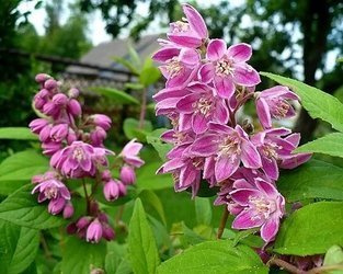 ŻYLISTEK MIESZAŃCOWY STRAWBERRY FIELDS Deutzia hybrida SADZONKA P9