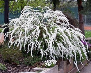 TAWUŁA SZARA GREFSHEIM Spiraea cinerea SADZONKA W POJEMNIKU P9